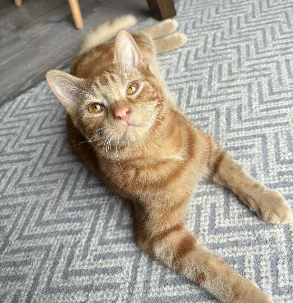 Cinnamon Bun