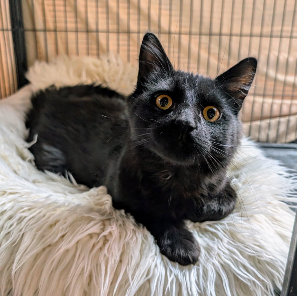 Tux6