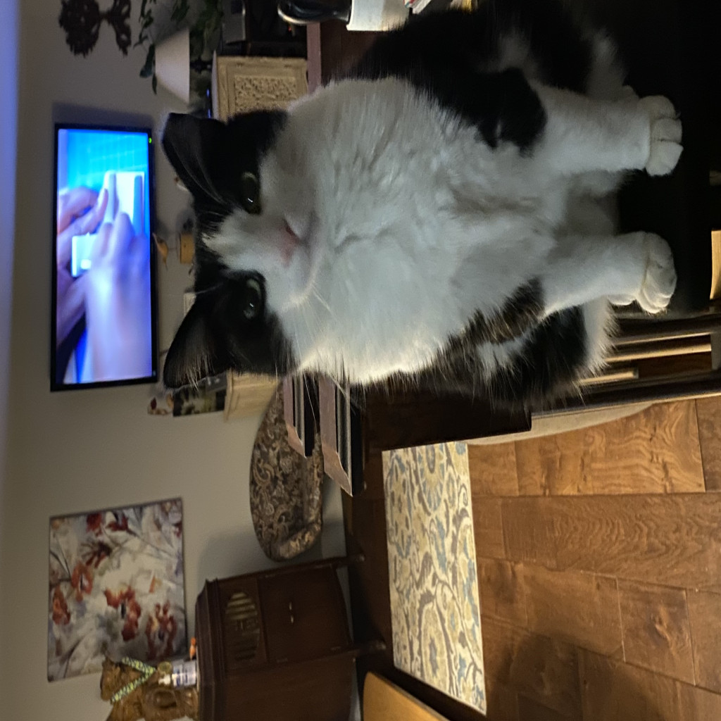 Felix