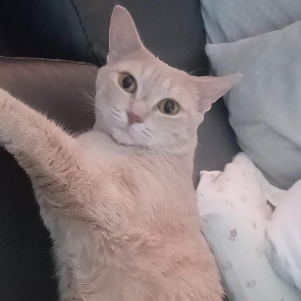 Sophie