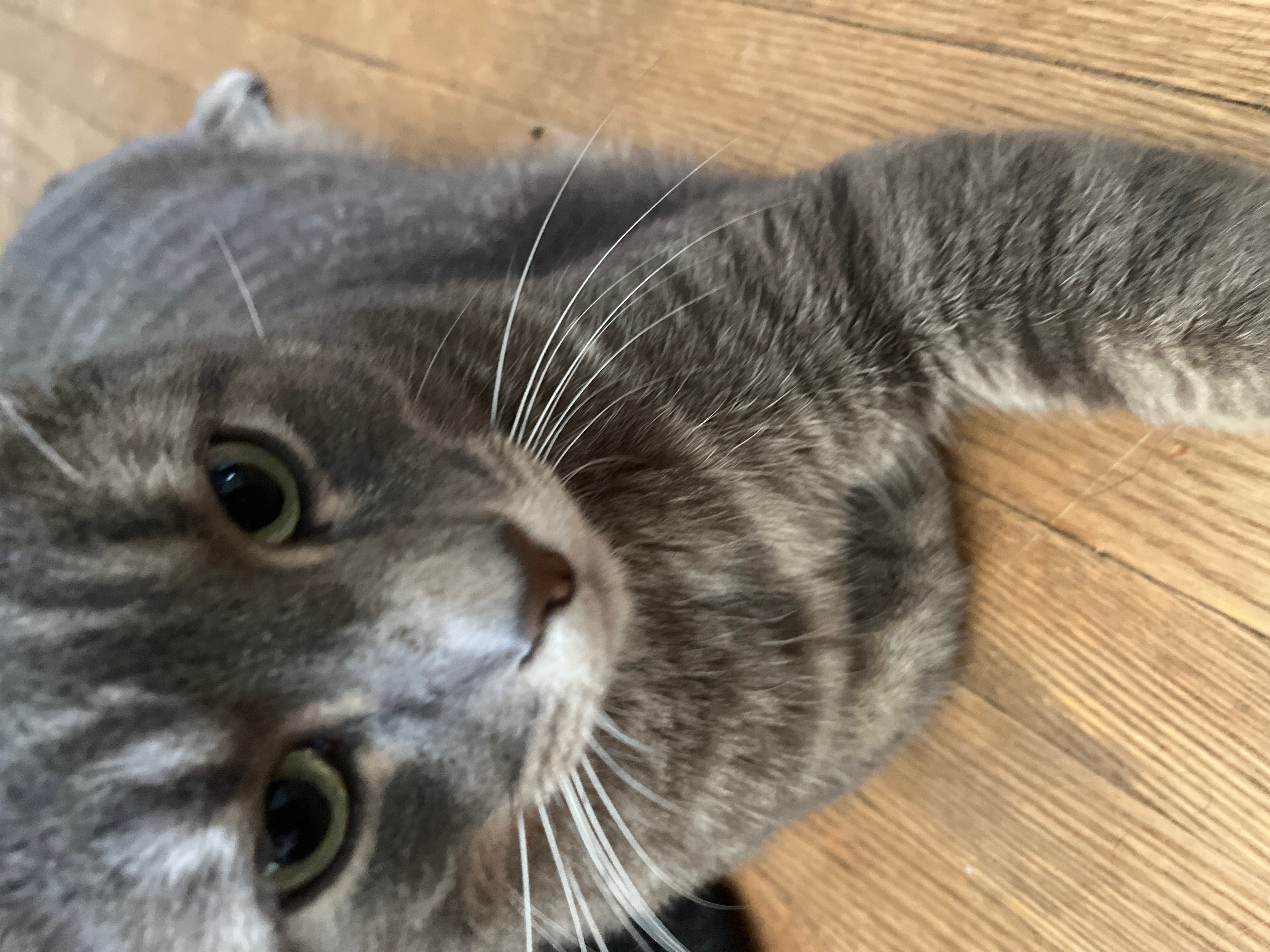 Franklin