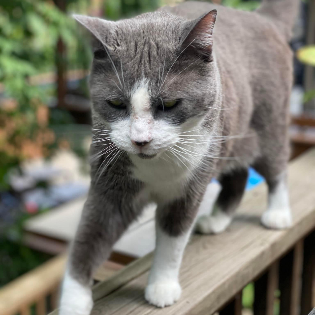 Pixel Pixel